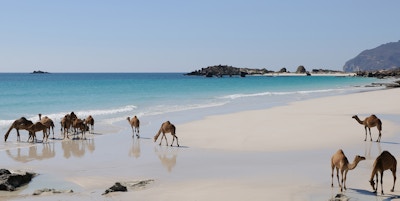 Midtøsten, Strand, Arabiske kameler, Dromedarer, Arabiahavet, Indiahavet, Hvit sand, Turkisfarget vann, Klarblå himmel, Naturlandskap, Imponerende natur