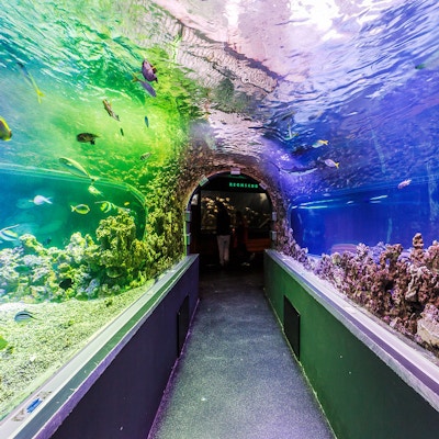 Besøk Akvariet i Bergen og se både lokale og eksotiske arter.
