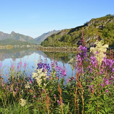 Sommermorgen på Lofoten (Norge)