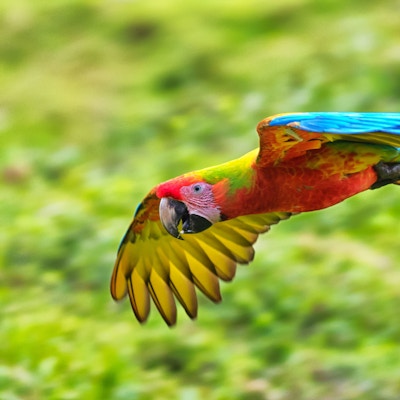 En ara papegøye som flyr