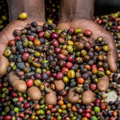 Kaffebonner uganda