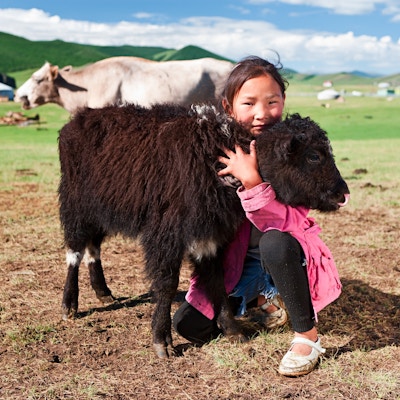 "Mongolsk ung jente som leker med yak, Central Mongolia."