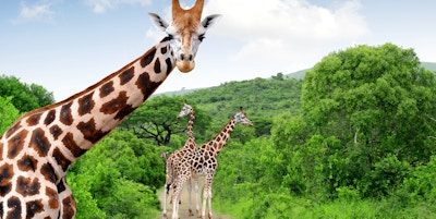 Giraffer i Kruger Nasjonalpark, Sør-Afrika