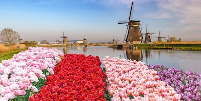Nederlandsk vindmølle ved Kinderdijk Village med tulipanfelt.
