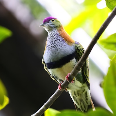Vakker fruktdue eller Crimson-kronet fruktdue (Ptilinopus porphyraceus), også kjent som Purple-capped Fruit Dove.