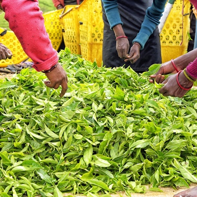 Nuwara Eliya ligger rundt 2000 moh og omgitt av frodige teplantasjer, som er hjertet i tebransjen. Klimaet, geografien og geologien i det srilankanske høylandet er ideelt for te-dyrking, men det er veldig arbeidsintensivt. I dette bildet; Tamil, Sri Lankan, kvinnelige arbeidere som plukker tips av tebusk for å lage ceylon-te. Når arbeiderposene er fulle med tips fra fersk plukket tebusk, blir de sendt til grossisten. Teplukkerne kan få en times lunsjpause og en halv times tepause på dagen som starter klokka 7.30, en time etter daggry. Det er veldig hardt arbeid.