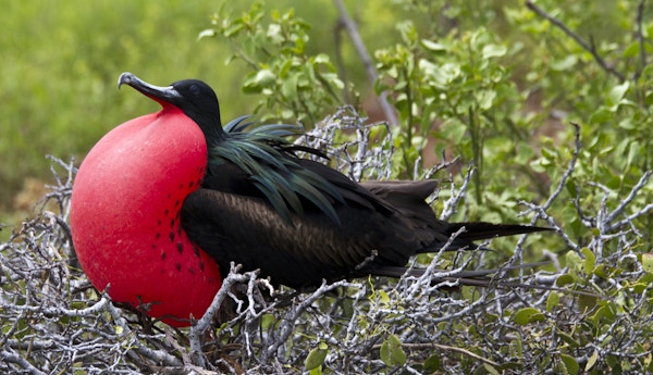 Rød og svart fregattfugl på Galapago