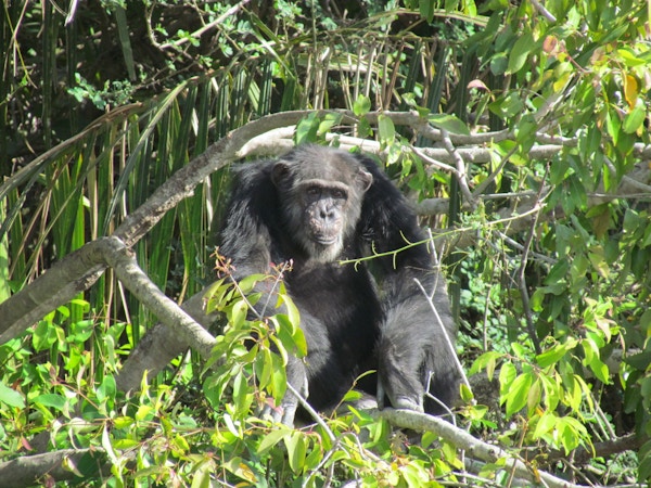 Gorilla i Gambia Nasjonalpark.