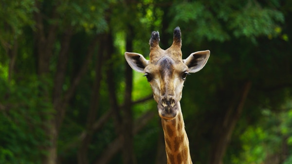 Giraff som ser på deg