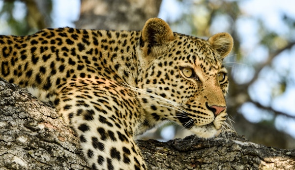 Leopard i et tre i Sør-Afrika.