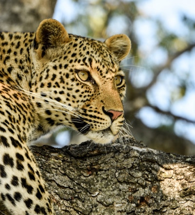 Leopard i et tre i Sør-Afrika.