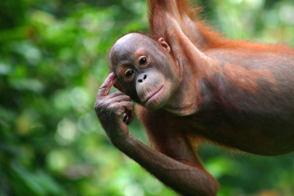 Orangutang i Semenggoh Wildlife Rehabilitation Center, Borneo.