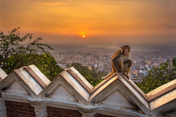 En ape et gelender i Kathmandu.