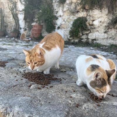 To katter spiser mat på gata i Spania