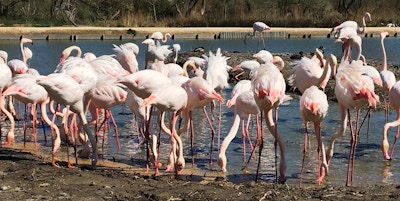 Flamingoer i Camargue