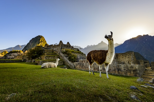 Lamaer som hviler på en terrasse under det første lyset på ruinene av Inca-byen Machu Picchu, Peru.