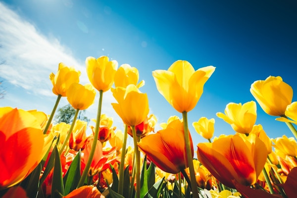 Gule tulipaner mot blå himmel, fotografert nedenfra.