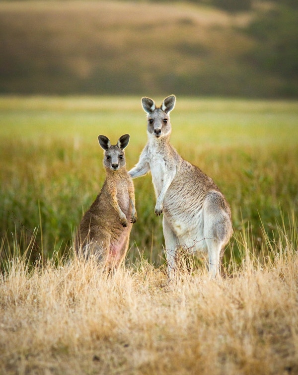 To kenguruer poserer som gode venner.