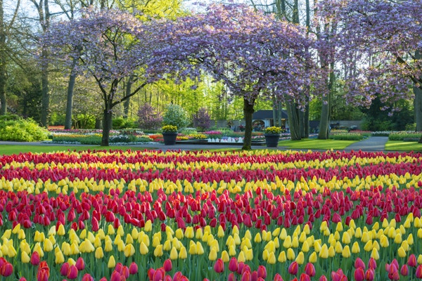 Parker med flerfargede tulipaner, påskeliljer og druehyacinter langs et tjern. Beliggenheten er Keukenhof-hagen, Nederland.