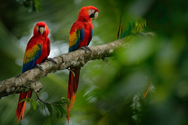 Rød papegøye Scarlet ara, Ara macao, fugl sitter på grenen med mat, Brasil. Dyrelivsscene fra tropisk skog. Vakker papegøye på tregren i naturens habitat.