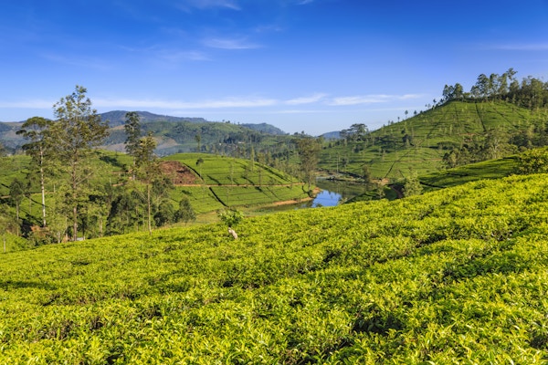 Te voksende på Ceylon, Asia. Sri Lanka (Ceylon) er verdens fjerde største produsent av te, og industrien er en av landets viktigste valutakilder og en betydelig inntektskilde for arbeidere.