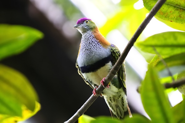 Vakker fruktdue eller Crimson-kronet fruktdue (Ptilinopus porphyraceus), også kjent som Purple-capped Fruit Dove.