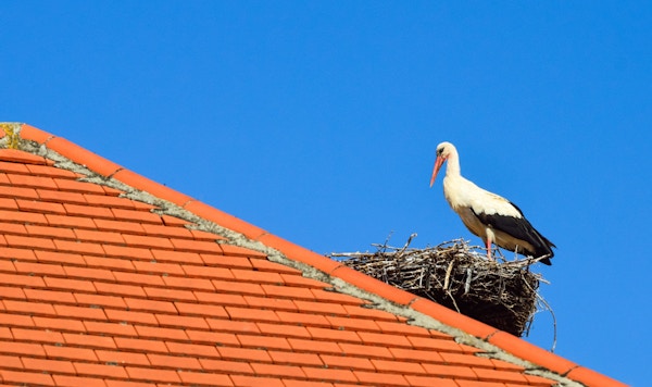 Stork i reiret på et rødt tak i Burgenland