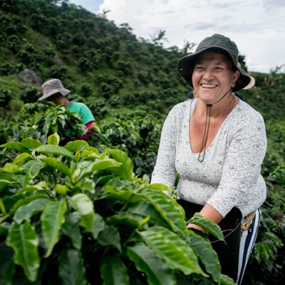 Veldig glad kvinne som jobber på colombiansk kaffegård og samler bønner mens hun smiler