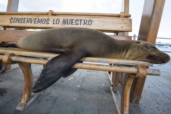 Sovende sjøløve på en benk i Puerto Baquerizo Moreno. Isla San Cristobal på Galapagosøyene, 2015