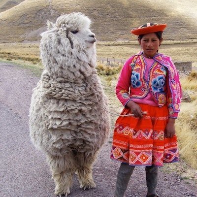 Jente i tradisjonelle, fargrike klær med en lama i bånd.