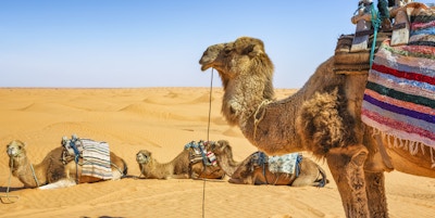Dromedar i Sahara-ørkenen Ksar Ghilane erg (Tunisia), og venter på turister.