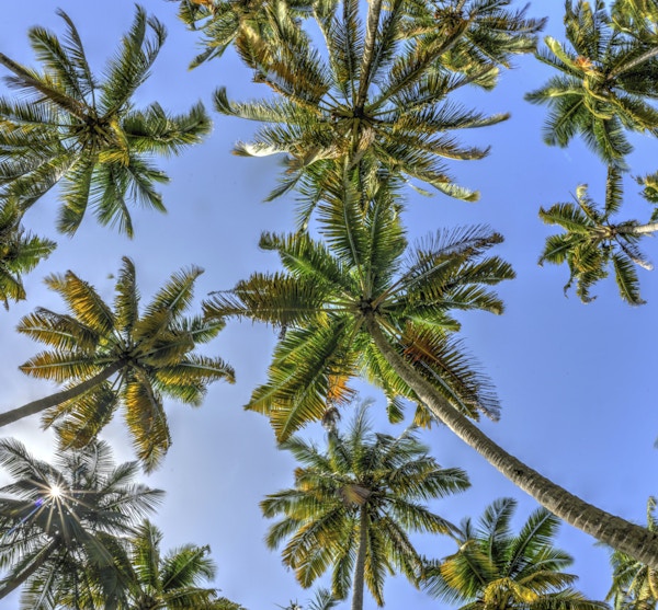 Marari Beach med palmer