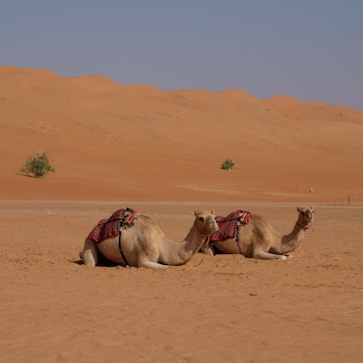Kameler i ørken.